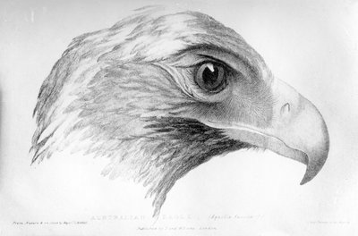 Australische adelaar, illustratie uit 